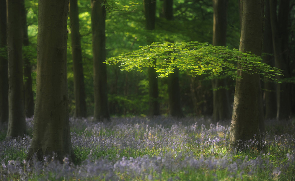 Micheldever Wood  Hampshire Springtime 1